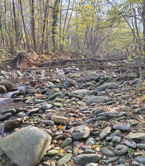 POSSIBILITA’ DI RECUPERO DEL LEGNO NELL’ALVEO DEI FIUMI E TORRENTI - L.R. 27 del 17/10/2023